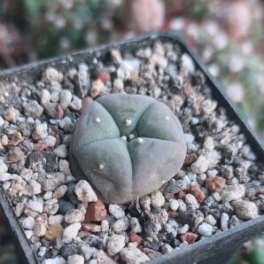 Lophophora williamsii