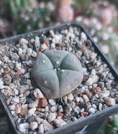Lophophora williamsii