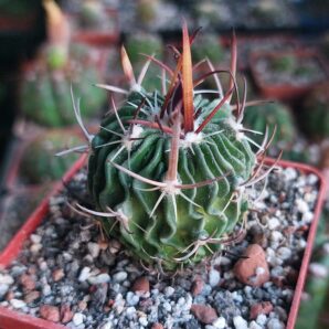 Stenocactus (echinofossulocactus) gladiatus "Panarotto"