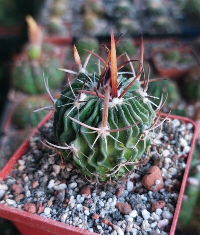 Stenocactus (echinofossulocactus) gladiatus "Panarotto"
