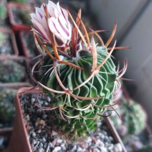 Stenocactus (echinofossulocactus) phylacanthus violaceflorus SB958 | 27