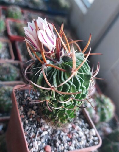 Stenocactus (echinofossulocactus) phylacanthus violaceflorus SB958