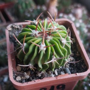 Stenocactus (echinofossulocactus) zacatecasensis v.lloydii CSD278