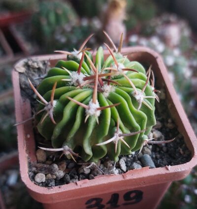 Stenocactus (echinofossulocactus) zacatecasensis v.lloydii CSD278
