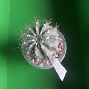 Acanthocalycium spiniflorum f. violaceum