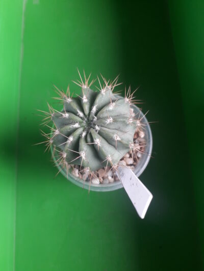 Acanthocalycium spiniflorum f. violaceum