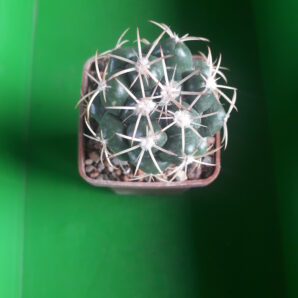 Coryphantha garessii