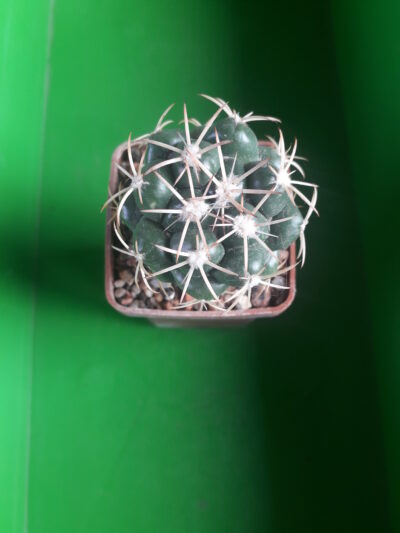 Coryphantha garessii
