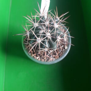 FEROCACTUS fordii