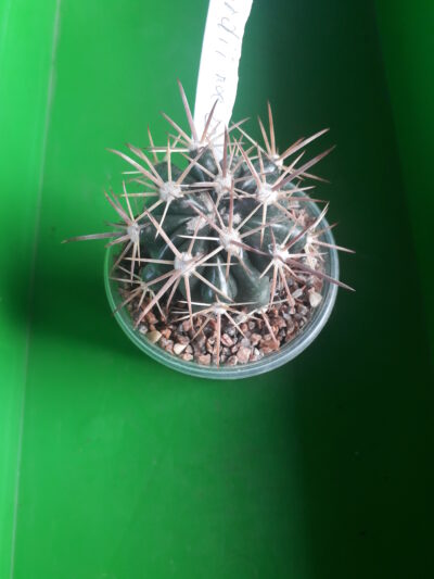 FEROCACTUS fordii