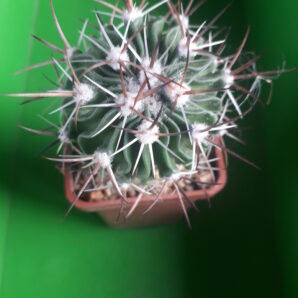 Echinofossulocactus albatus