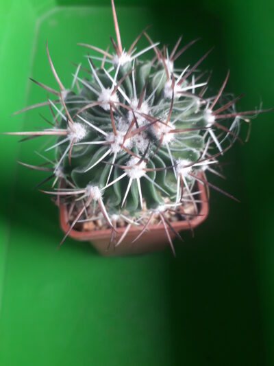 Echinofossulocactus albatus