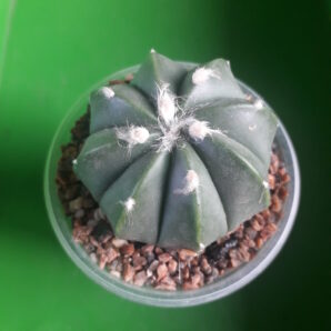 Astrophytum hybrid SK Multi-hybrid