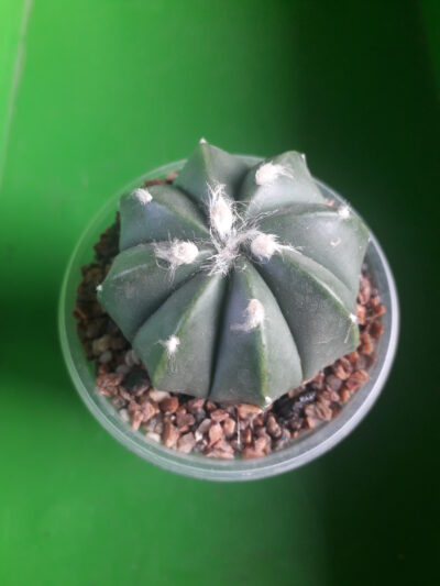 Astrophytum hybrid SK Multi-hybrid