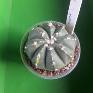 Astrophytum hybrid SK Multi-hybrid