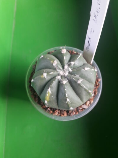 Astrophytum hybrid SK Multi-hybrid