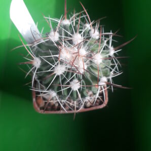 Echinofossulocactus albatus