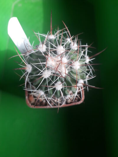 Echinofossulocactus albatus