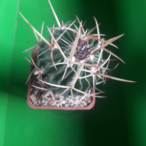 Echinofossulocactus anfractuosus