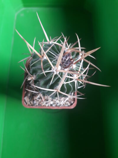 Echinofossulocactus anfractuosus