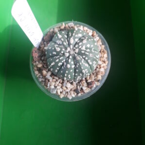 Astrophytum hybrid SK Multi-hybrid