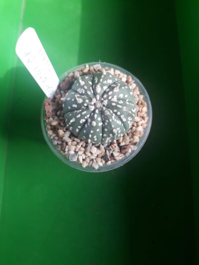 Astrophytum hybrid SK Multi-hybrid
