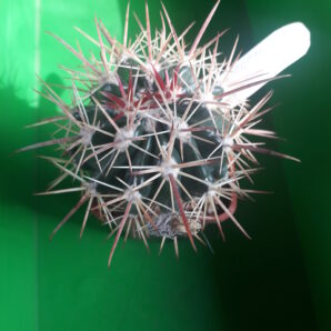 FEROCACTUS fordii
