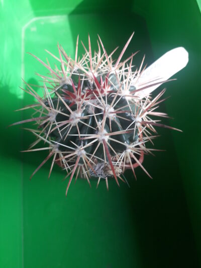 FEROCACTUS fordii