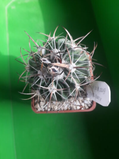 Echinofossulocactus sp.
