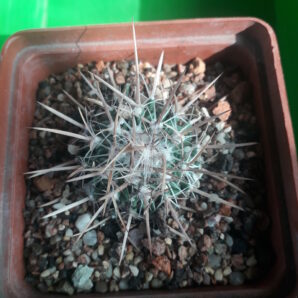 Echinofossulocactus caespitosus
