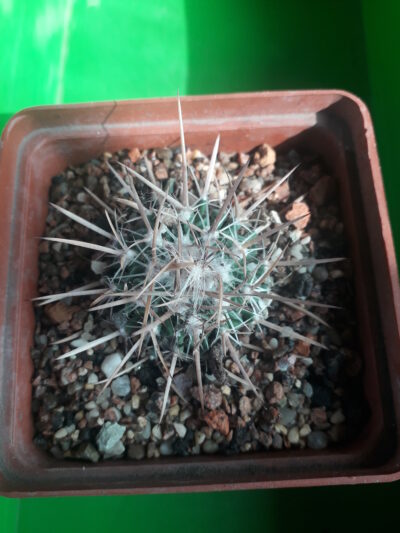 Echinofossulocactus caespitosus