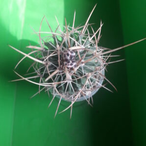 Echinofossulocactus sp.