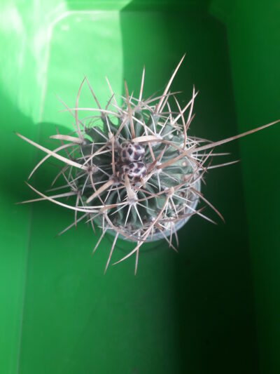 Echinofossulocactus sp.