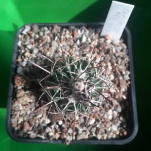 Echinofossulocactus albatus