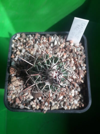 Echinofossulocactus albatus