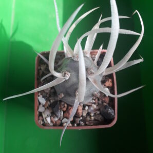 Tephrocactus articulatus var. papyracanthus
