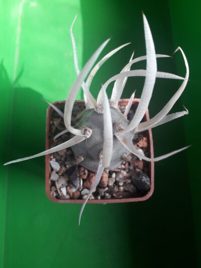 Tephrocactus articulatus var. papyracanthus