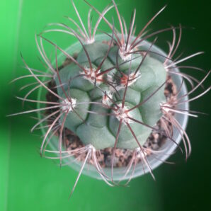Gymnocalycium saglionis