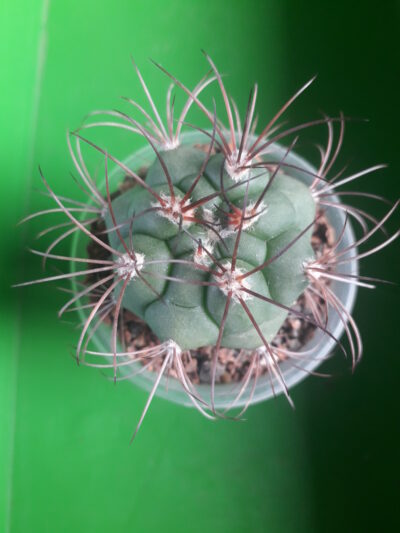 Gymnocalycium saglionis