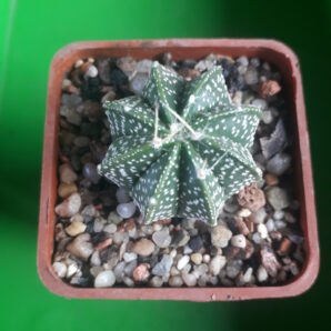 Astrophytum capricorne cv. Crassispinoides