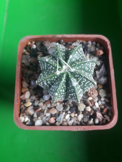 Astrophytum capricorne cv. Crassispinoides