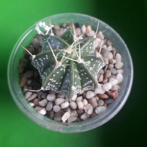 Astrophytum capricorne cv. Crassispinoides