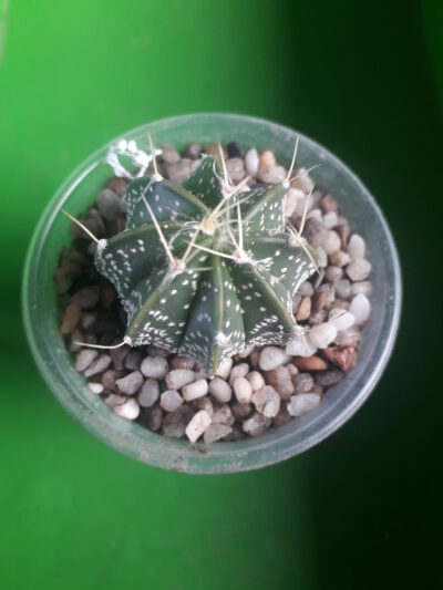 Astrophytum capricorne cv. Crassispinoides