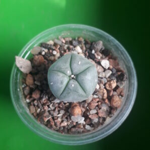 LOPHOPHORA williamsii