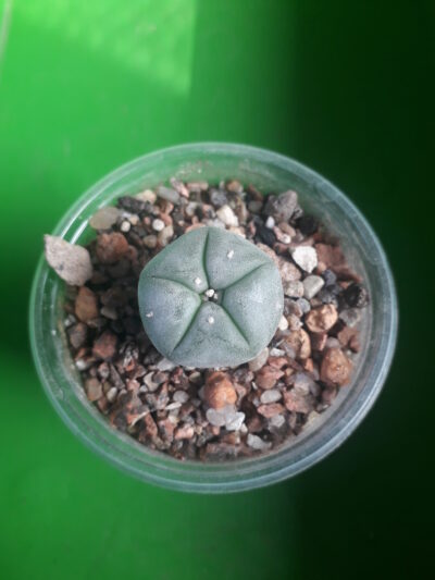 LOPHOPHORA williamsii