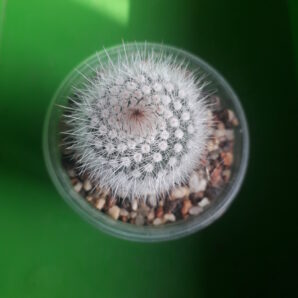 Notocactus scopa