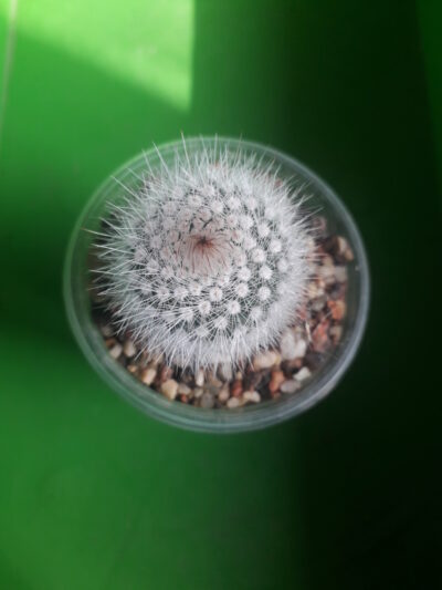 Notocactus scopa