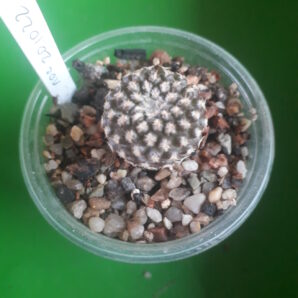 Thelocephala napina