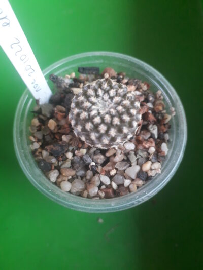 Thelocephala napina