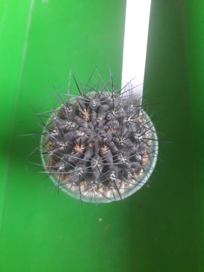 Eriosyce heinrichiana